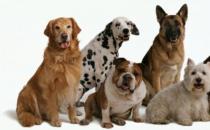 2021年最昂贵的6种犬种