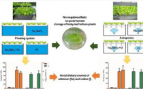 硒和碘对水培生菜的生物强化作用