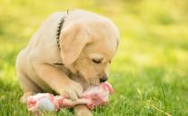 幼犬期饮食与成年犬过敏有关