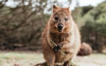 Western Shield庆祝保护澳大利亚本土野生动物25周年