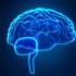 被认为支持高级认知能力的关键神经机制被发现