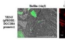 科学家确定了植物根部微生物定植的关键基因