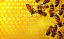魁北克温室着眼于本地蓝绿色蜜蜂以增加粮食产量