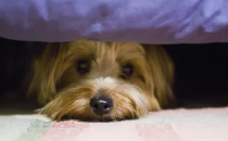 家庭声音可能会给您的狗带来压力