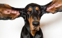 13英寸耳朵的犬打破了狗耳朵最长的吉尼斯世界纪录