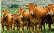 高质量的后备小母牛 对母牛犊生产商来说是一项巨大的投资