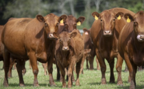 15种常见的牛品种