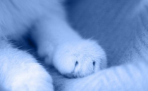 猫用爪子揉搓意味着什么