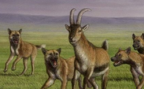 在乔治亚州的早期人类祖先遗骸中发现了古代狗的遗骸