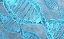 新技术使DNA修复机制的详细可视化成为可能