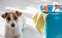 15种对狗不安全的清洁产品