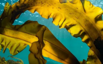 量化海带和贝类养殖如何帮助卡斯科湾