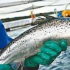 苏格兰养殖三文鱼双倍使用抗生素