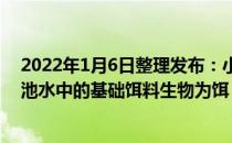 2022年1月6日整理发布：小规格虾苗入池半个月内主要以池水中的基础饵料生物为饵