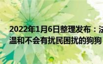 2022年1月6日整理发布：法斗是一种体型很小巧性格也很温和不会有扰民困扰的狗狗