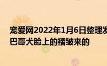 宠爱网2022年1月6日整理发布：哈巴狗的称呼主要是根据巴哥犬脸上的褶皱来的