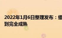 2022年1月6日整理发布：缅因猫的发育缓慢到4岁时才能达到完全成熟