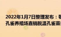 2022年1月7日整理发布：敬鸿种兔养殖基地为您介绍成年孔雀养殖场直销脱温孔雀苗多少钱一只