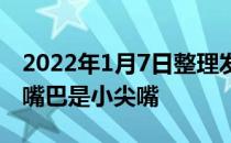 2022年1月7日整理发布：博美的耳朵是立耳嘴巴是小尖嘴