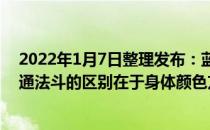 2022年1月7日整理发布：蓝牛法斗属于异色法斗它们与普通法斗的区别在于身体颜色方面