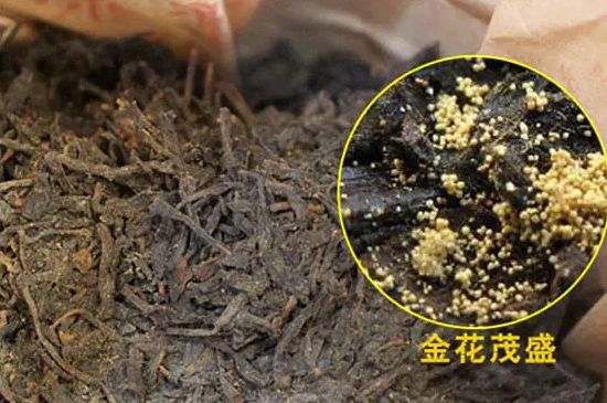 黑茶金花骗局，冠突散囊菌是真是假？