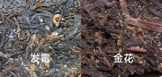 冠突散囊菌就是黄曲霉素？黑茶金花和黄曲霉图片对比