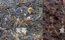 冠突散囊菌是黄曲霉毒素吗？金花茶与黄曲霉图片的比较
