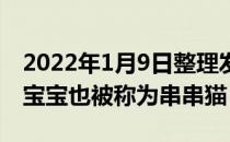 2022年1月9日整理发布：土猫和蓝猫生下的宝宝也被称为串串猫