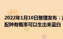 2022年1月10日整理发布：蓝猫和有白色毛发的英国短毛猫配种有概率可以生出来蓝白