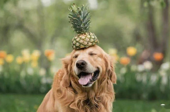 狗能吃菠萝吗为什么