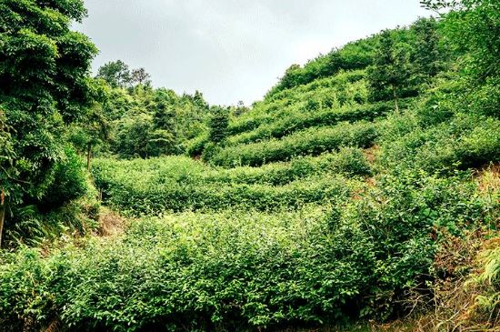 荒野银针市场价多少，真正的荒野白毫银针多少钱？