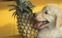 狗能吃菠萝吗？为什么呢？