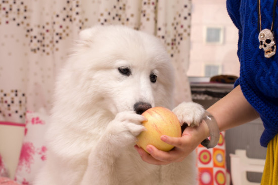 狗可以吃苹果吗？为什么