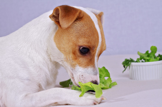 狗能吃豆角不？
