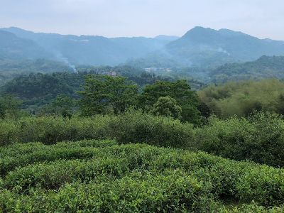 白茶多少钱一斤，福鼎白茶一斤价格