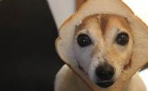 狗能吃面包吗？