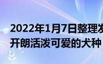 2022年1月7日整理发布：恶霸犬是一种性格开朗活泼可爱的犬种