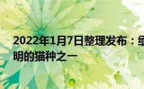 2022年1月7日整理发布：缅因猫除了忠心更可以说是最聪明的猫种之一