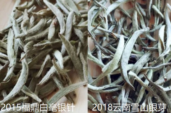 云南白茶与福建白茶的区别，云南白毫银针与福鼎白毫银针