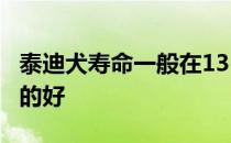 泰迪犬寿命一般在13-15年左右如果平时饲养的好
