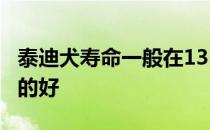 泰迪犬寿命一般在13-15年左右如果平时饲养的好