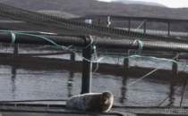 苏格兰鲑鱼生产商揭示海豹捕食成本不断上升
