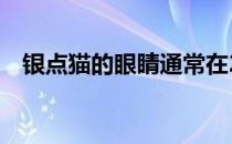 银点猫的眼睛通常在2到3个月时开始变色