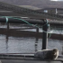 苏格兰鲑鱼生产商揭示海豹捕食成本不断上升