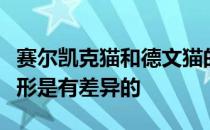 赛尔凯克猫和德文猫的区别是很大的它们的外形是有差异的