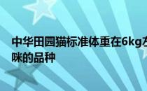 中华田园猫标准体重在6kg左右中华田园猫的体重具体和猫咪的品种