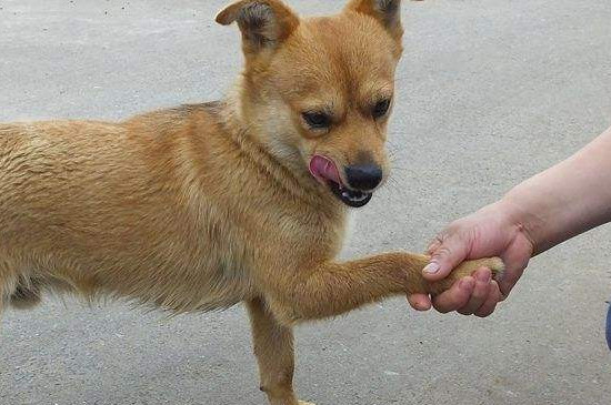 怎么教狗狗握手