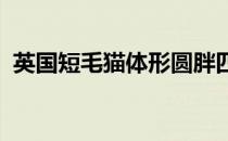 英国短毛猫体形圆胖四肢粗短发达毛短而密