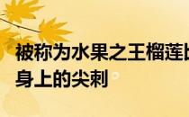 被称为水果之王榴莲比较成熟的标志就是看它身上的尖刺