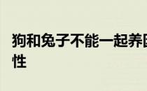 狗和兔子不能一起养因为狗狗天生带有追捕习性